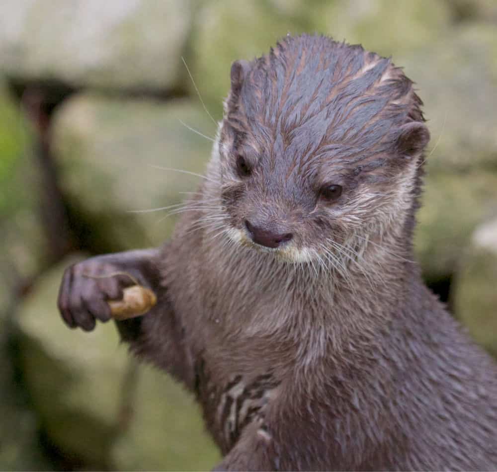 29 Top Photos Do Otters Make Good Pets : Otter As A Pet Facts Guides Pet Comments
